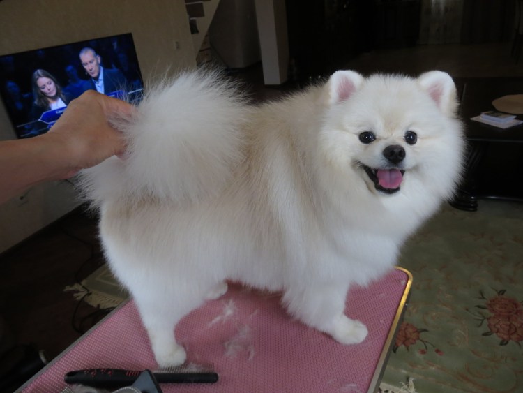 Стрижка белого шпица