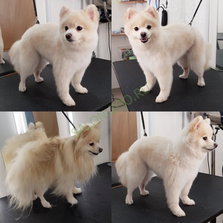 Немецкий шпиц стрижка Лев