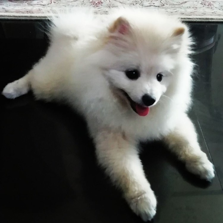 Японский шпиц и померанский шпиц