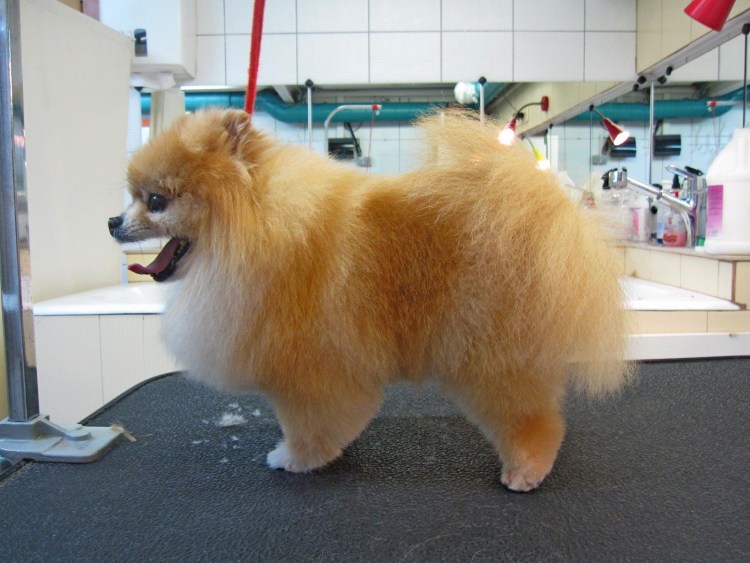 Стрижка для шпица лисичкой