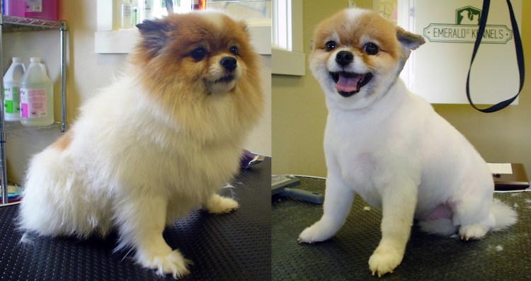 Померанский шпиц груминг