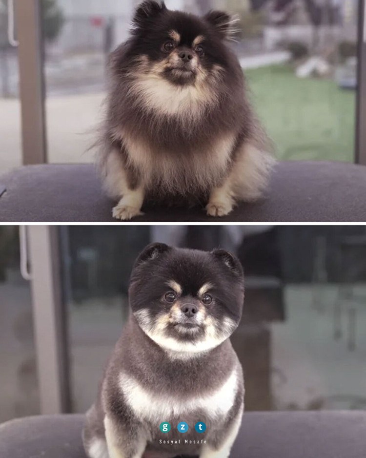 Немецкий шпиц подстрижка