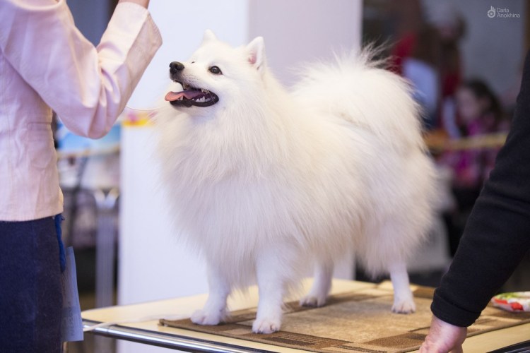 Японский шпиц стрижка