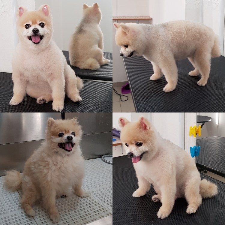 Белый немецкий шпиц стриженный