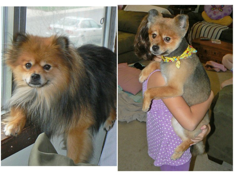 Малый немецкий шпиц стрижка