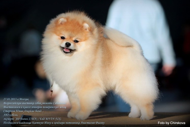 Груминг померанского шпица до и после