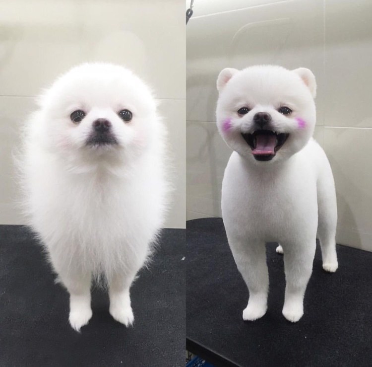 Померанский шпиц белый подстриженный