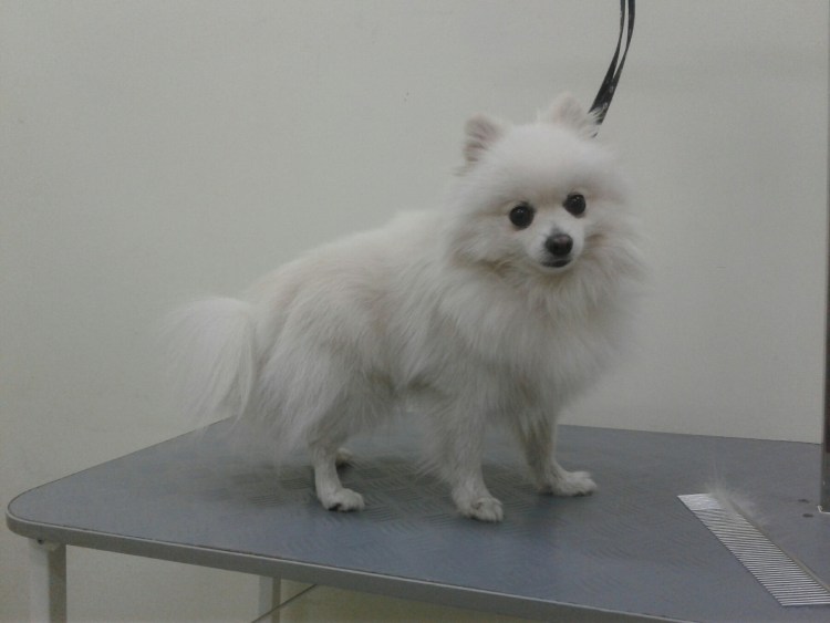 Шпиц немецкий малый подстриженный