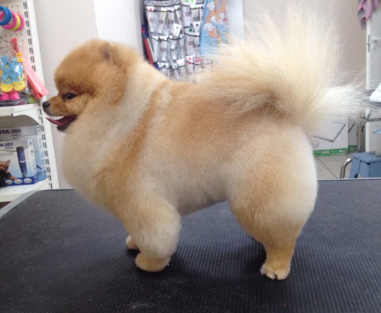 Подстриженные японские Шпицы белые