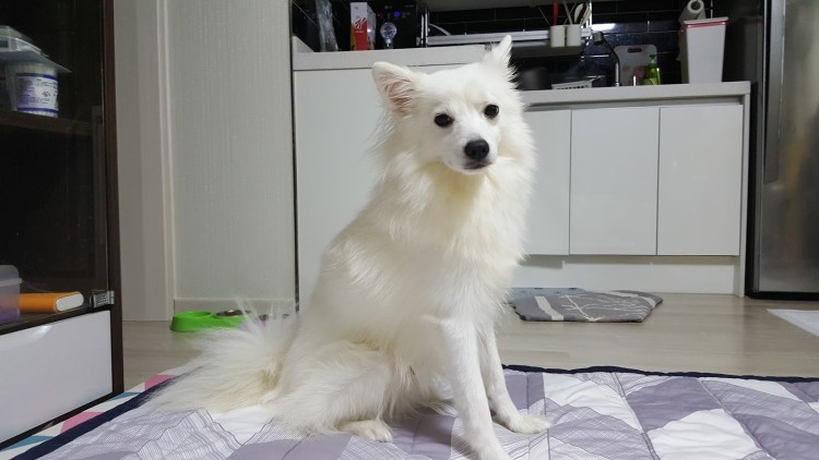 Японский шпиц стрижка