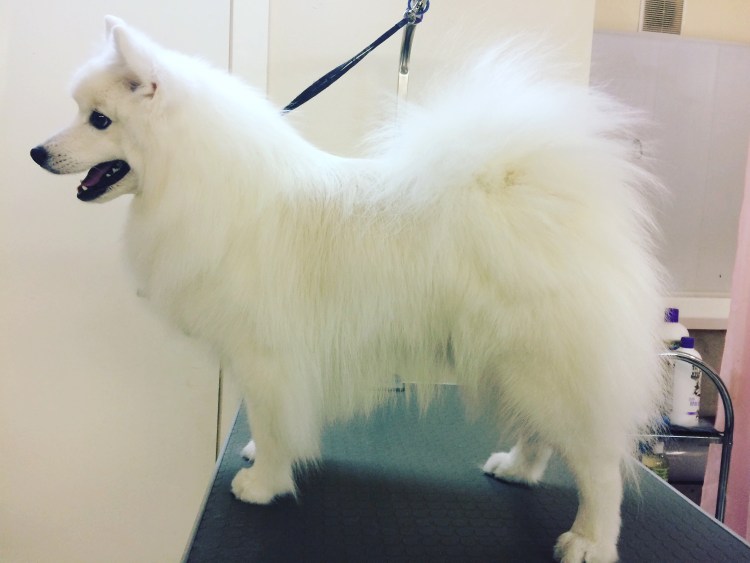 Японский шпиц груминг
