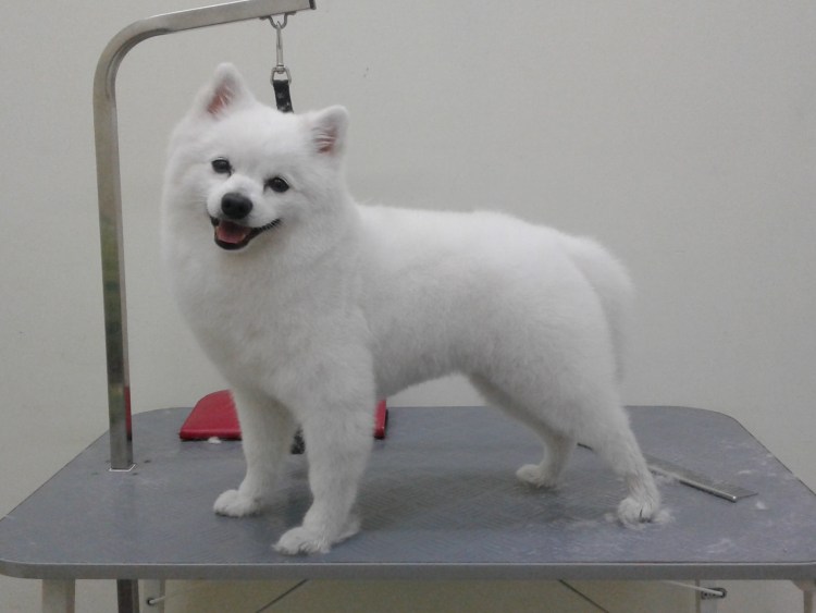 Японский шпиц стрижка