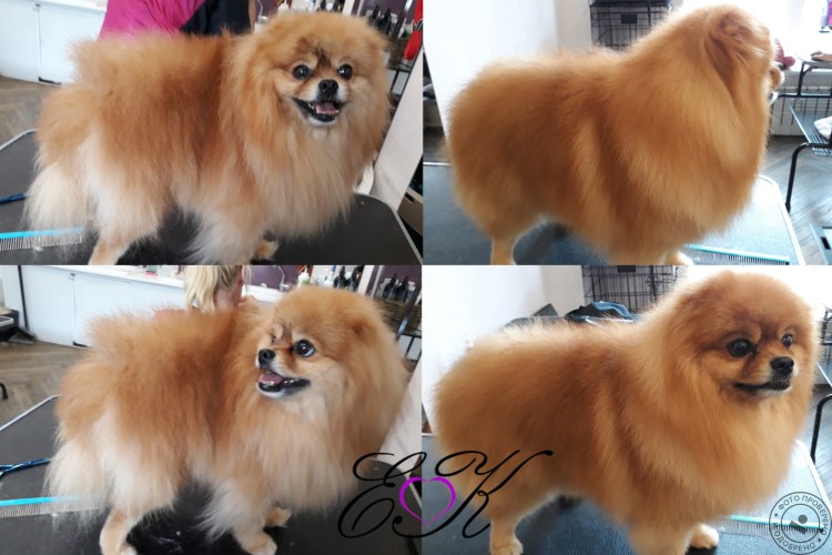 The Pomeranian ugly
