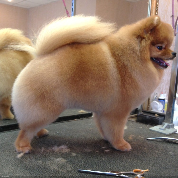 Померанский шпиц стрижка