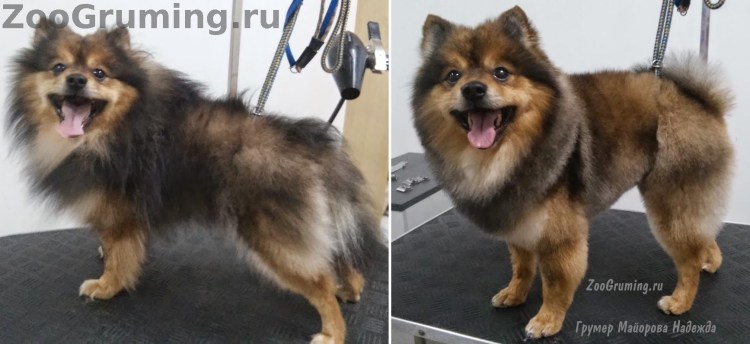Немецкий шпиц подстрижка