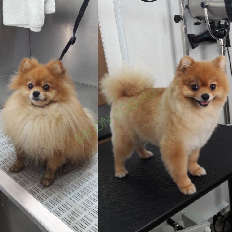 Шпиц стрижка под мишку до после