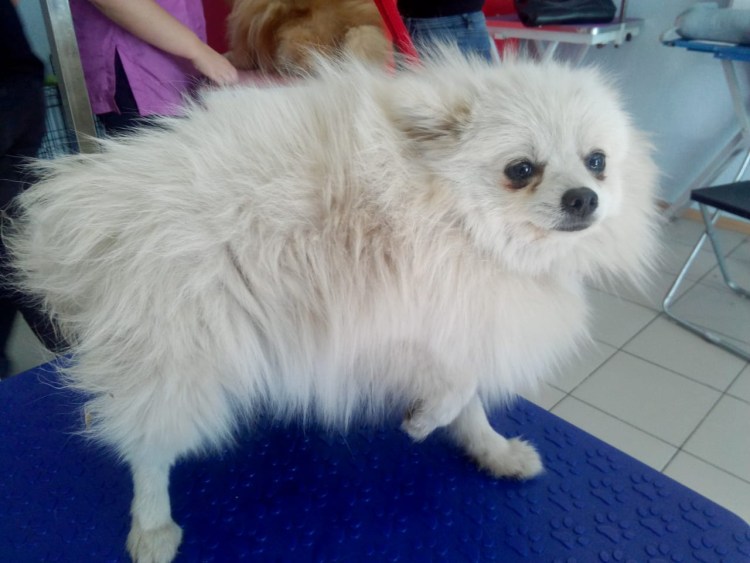 Стрижка Йорка и шпица