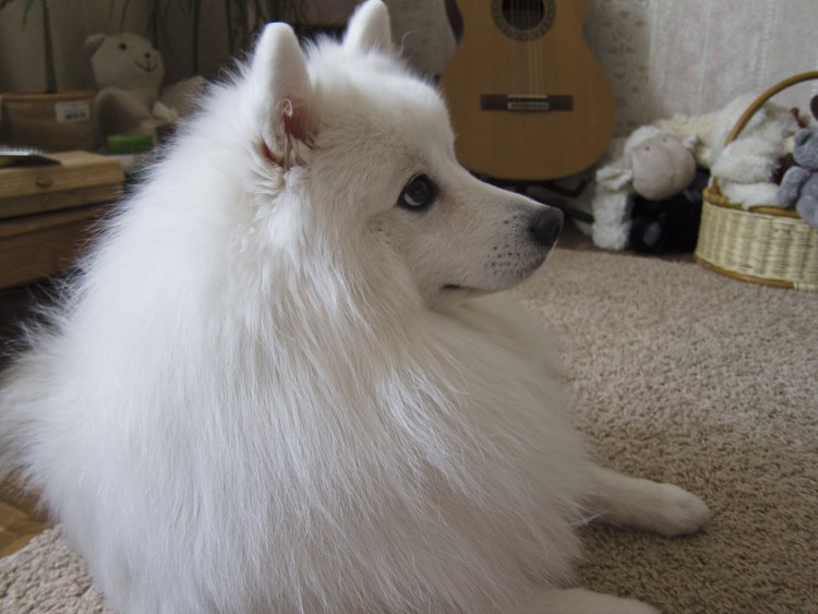 Шпиц белый после стрижки