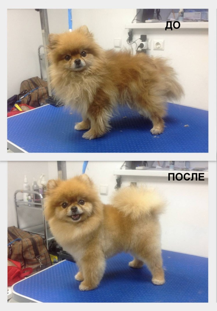 Шпиц постриганые шпиц немецкий