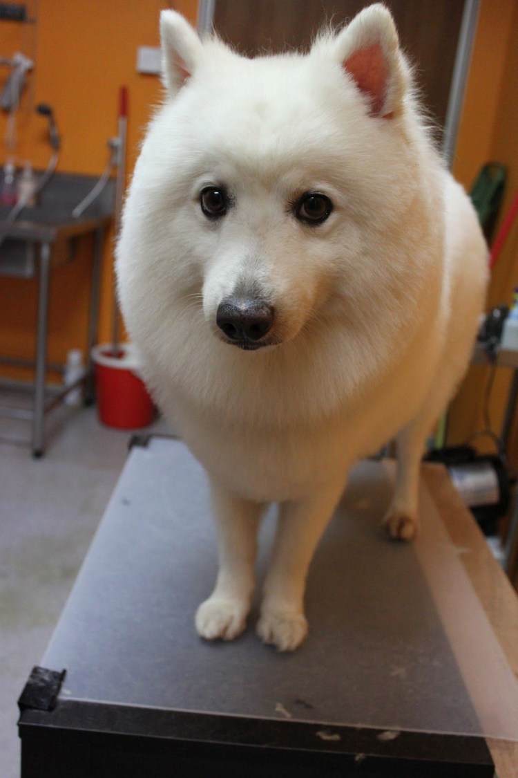 Тримминг шпица