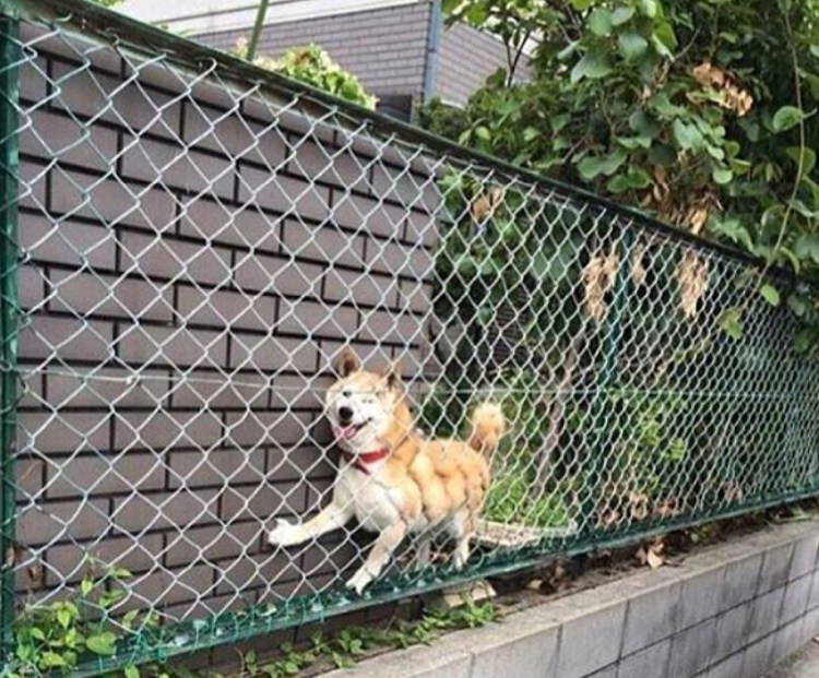 Собака за забором