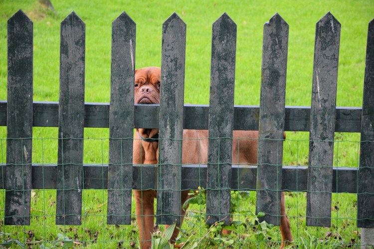 Забор от собак