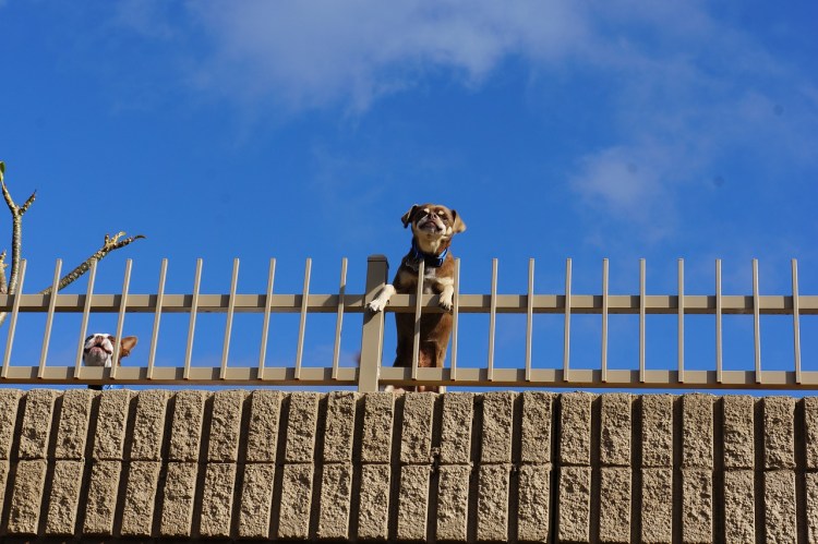 Прорези в заборе для собак
