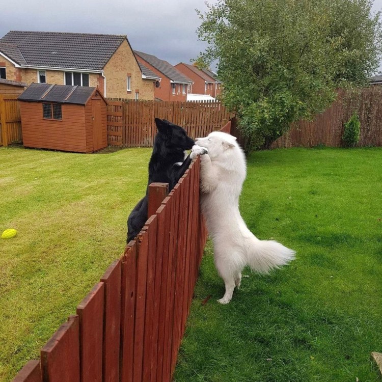 Тренировка служебных собак