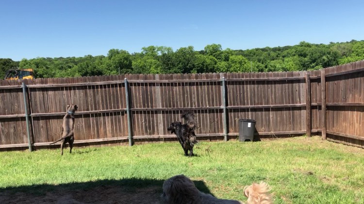 Дворняжка через забор