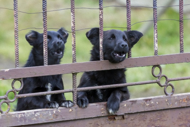 Собаки лают через забор