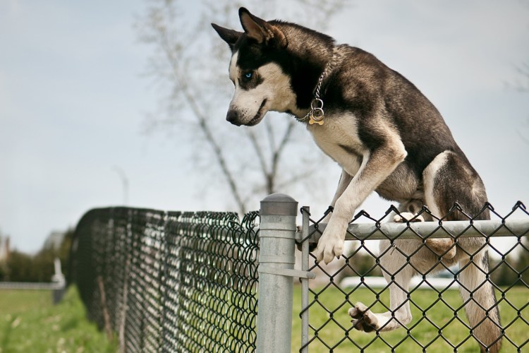 Собака перелазит через забор