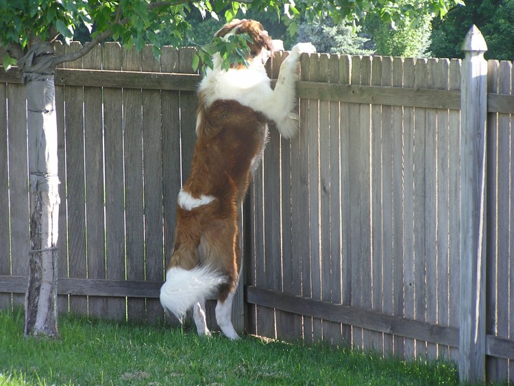 Собака за забором