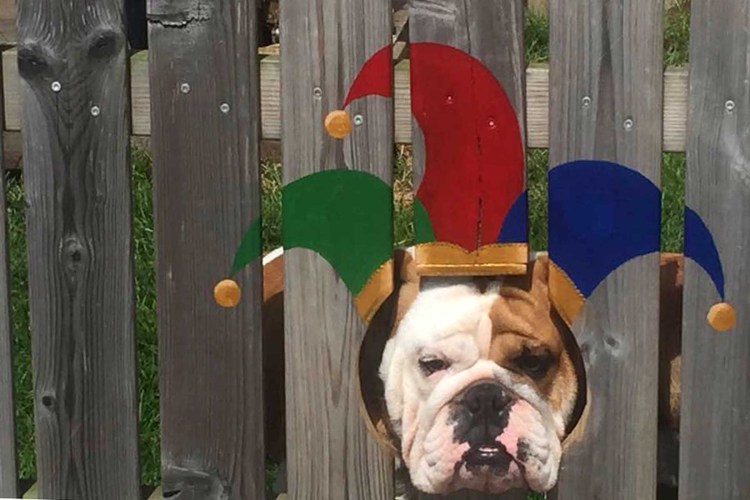 Животные на даче