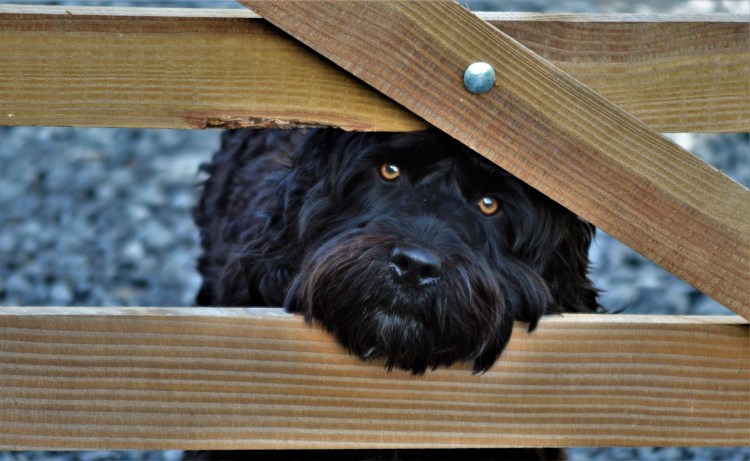 Дырки в заборе для собак