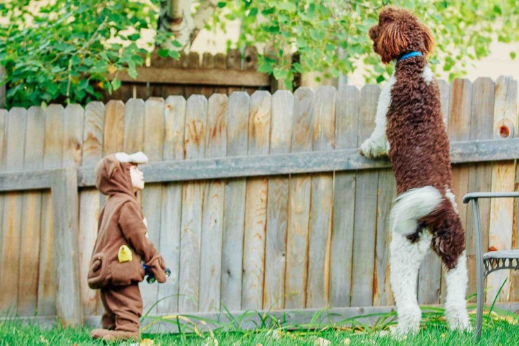 Дырки в заборе для собак