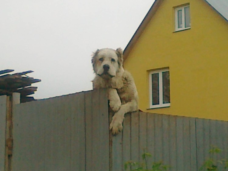 Собака за забором