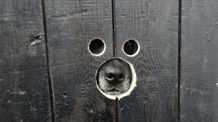 Очень внимательная собака