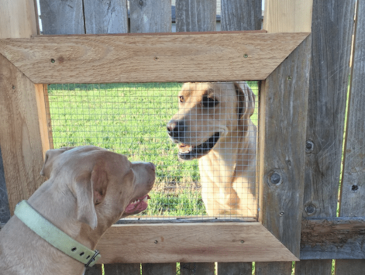 Собака через дырки в заборе