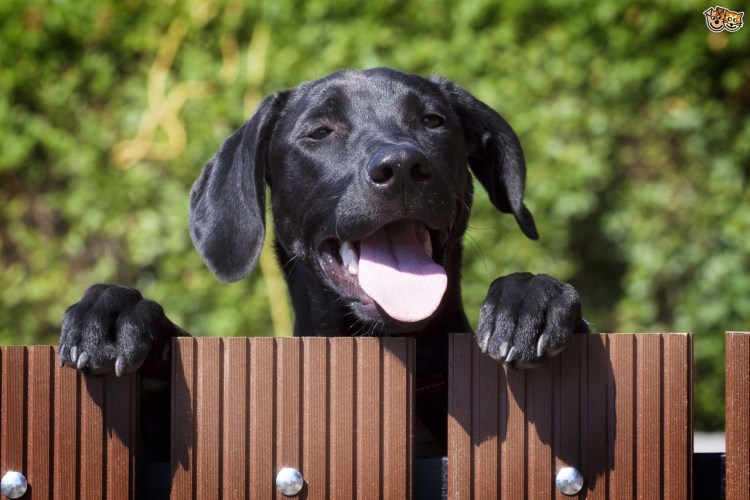 У соседа трава зеленее