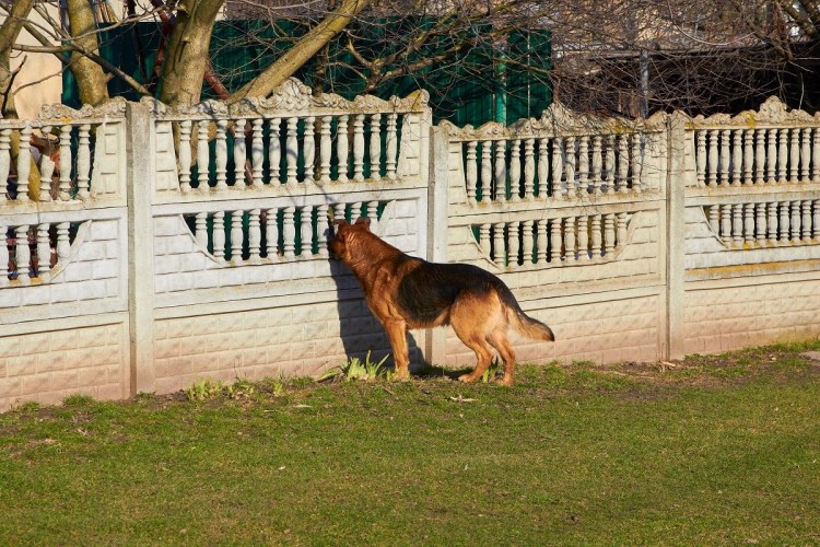 Фото собаки через забор