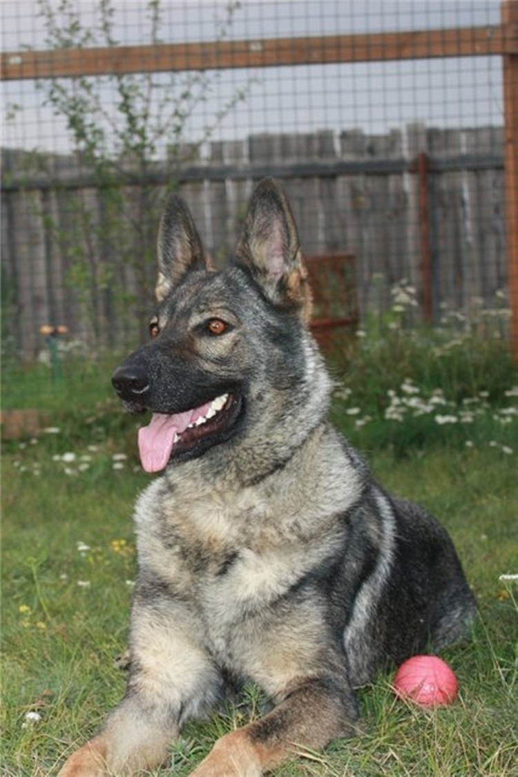 Восточно-европейская овчарка чепрак