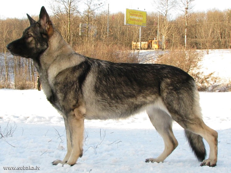 Восточноевропейская овчарка зонарный из восточного легиона