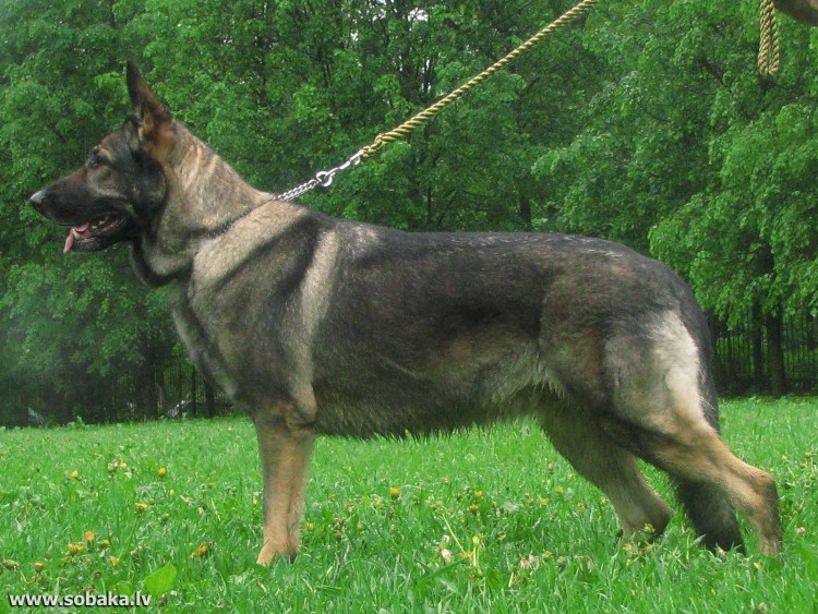 Восточно-европейская овчарка зонар