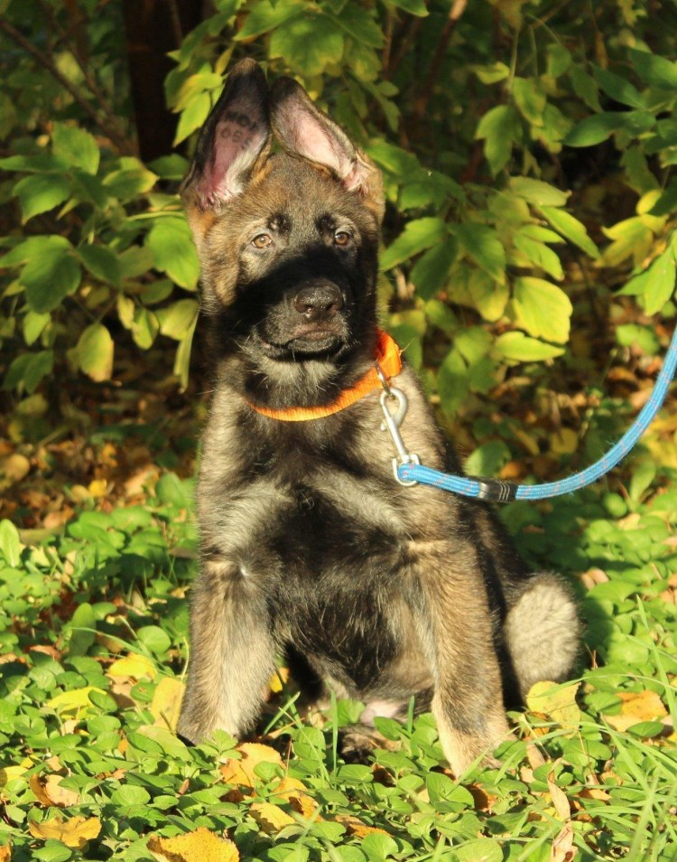 Восточно-европейская овчарка зонарного окраса