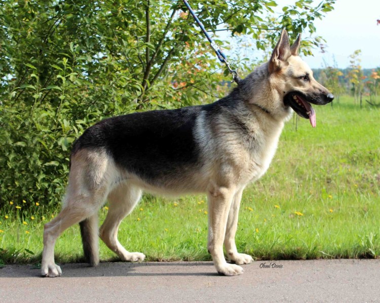 Зонарные Восточно европейские овчарки