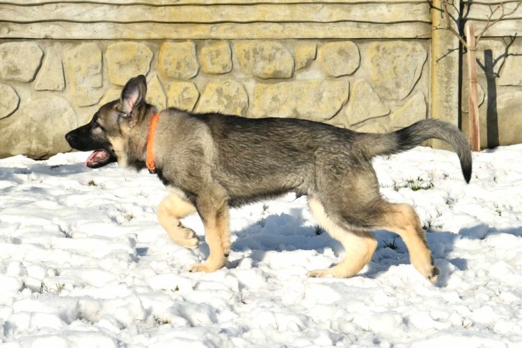 Немецкая овчарка зонарного окраса