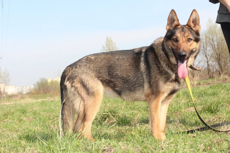 Немецкая овчарка зонарно