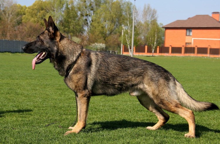 Восточно-европейская овчарка черно подпалый