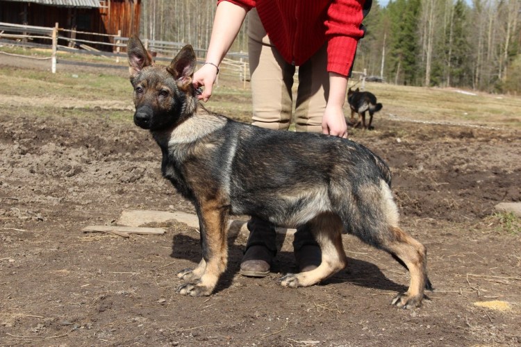 Зонарно рыжий окрас немецкой овчарки