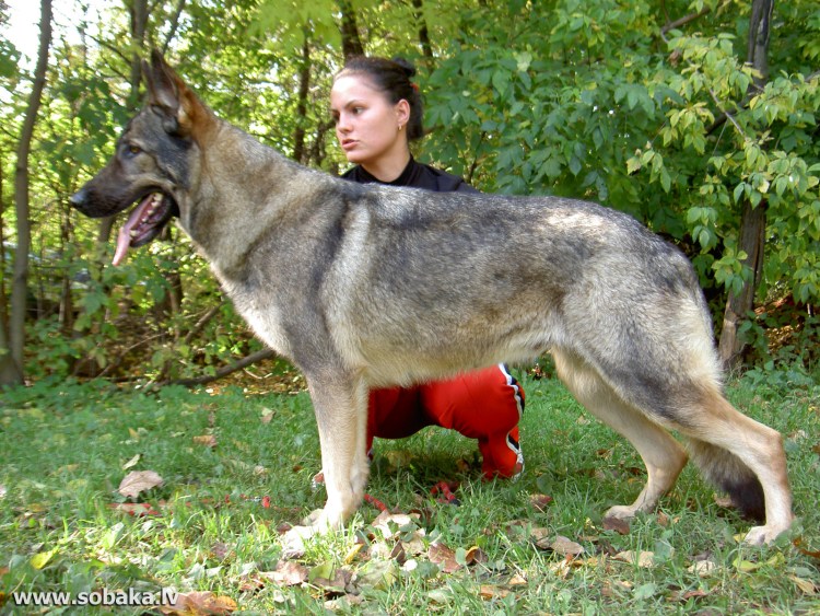 Зонарные Восточно европейские овчарки